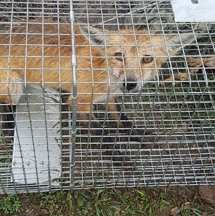 Trapped Fox