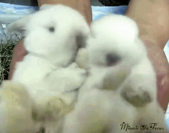 Cute bunnies GIF